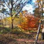 Puppycursus Venlo op de Groote Heide